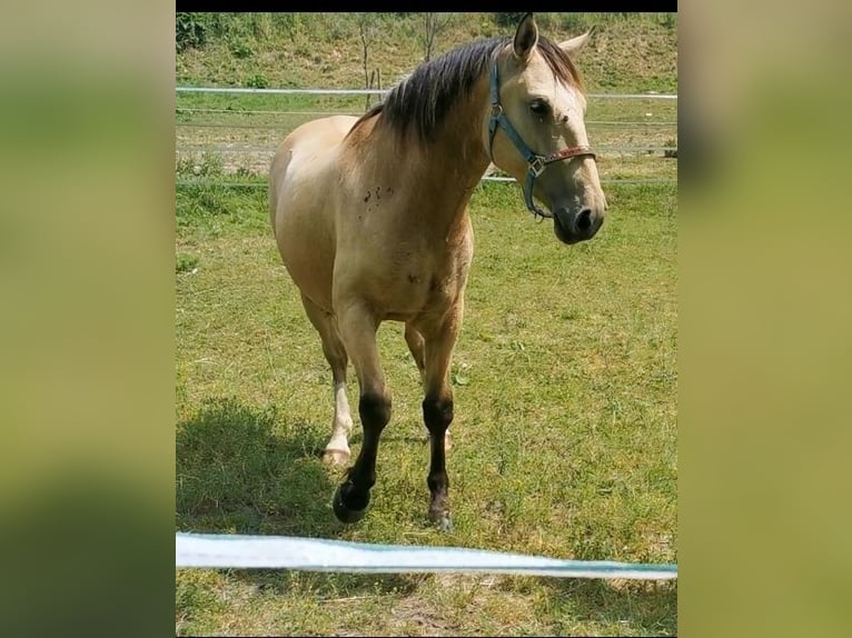 Cruzado Wallach 5 Jahre 160 cm Buckskin in Radolfzell am Bodensee