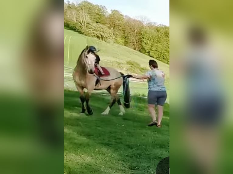 Cruzado Wallach 5 Jahre 160 cm Buckskin in Radolfzell am Bodensee