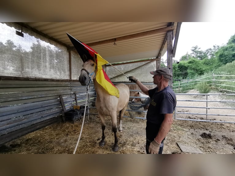 Cruzado Wallach 5 Jahre 160 cm Buckskin in Radolfzell am Bodensee