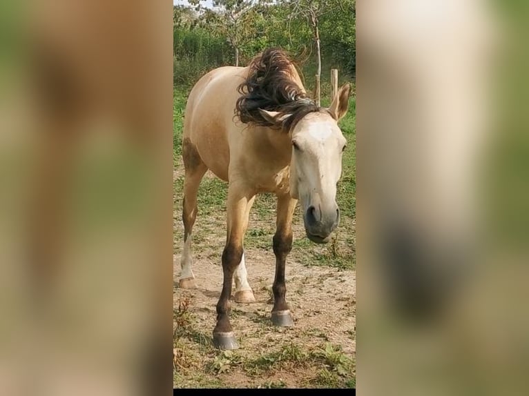 Cruzado Wallach 5 Jahre 160 cm Buckskin in Radolfzell am Bodensee
