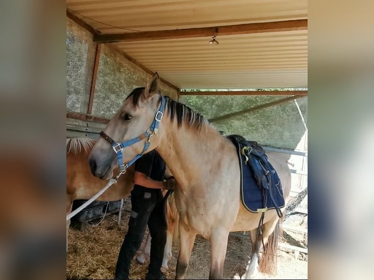 Cruzado Wallach 5 Jahre 160 cm Buckskin in Radolfzell am Bodensee