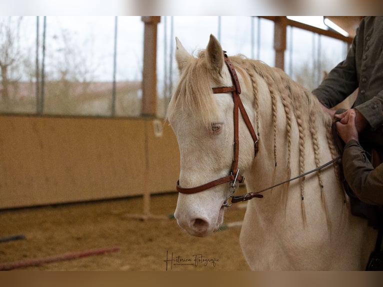Cruzado Wallach 5 Jahre 160 cm Cremello in Niedertaufkirchen