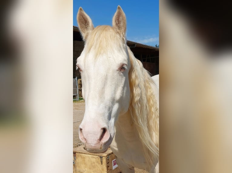 Cruzado Wallach 5 Jahre 160 cm Cremello in Niedertaufkirchen