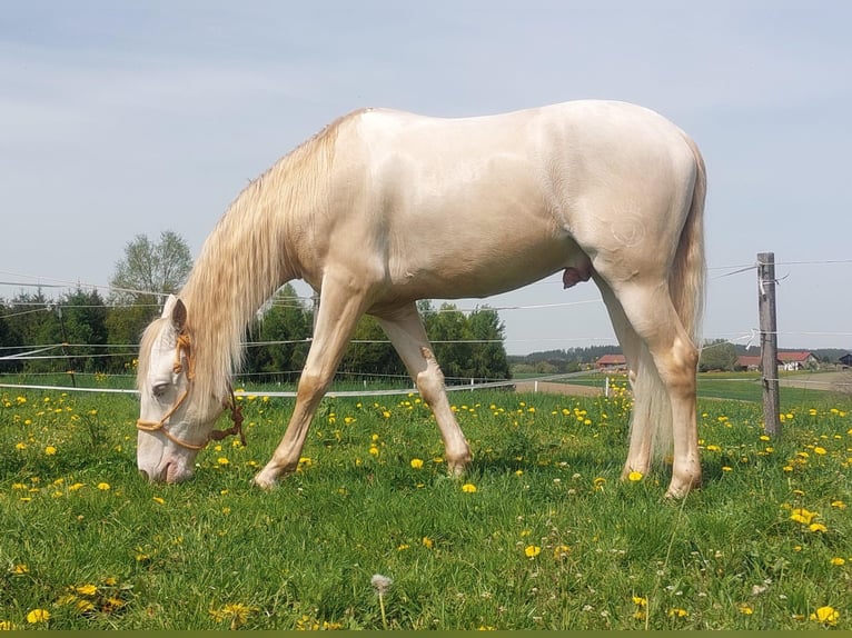 Cruzado Wallach 5 Jahre 160 cm Cremello in Niedertaufkirchen