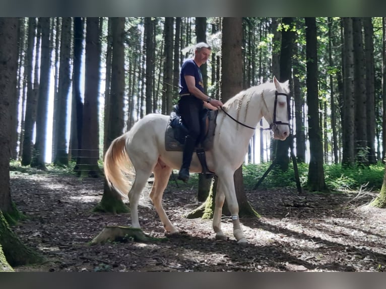 Cruzado Wallach 5 Jahre 160 cm Cremello in Niedertaufkirchen