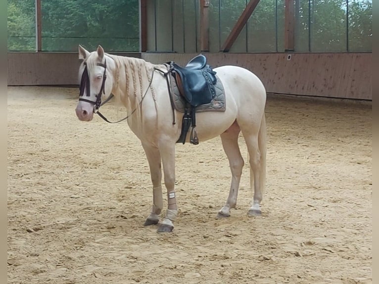 Cruzado Wallach 5 Jahre 160 cm Cremello in Niedertaufkirchen