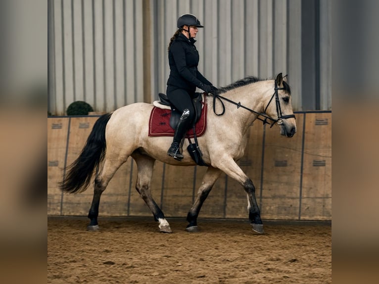 Cruzado Wallach 5 Jahre 162 cm Falbe in Neustadt (Wied)