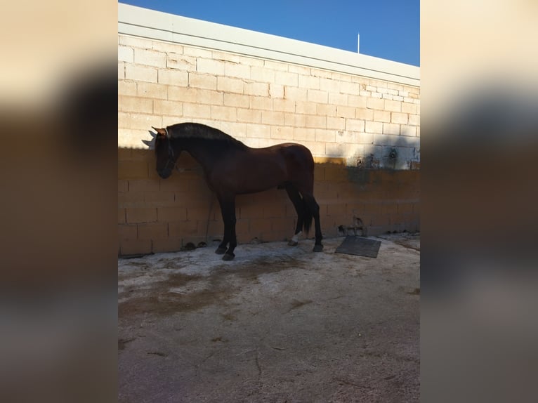 Cruzado Wallach 5 Jahre 162 cm Hellbrauner in Torremolinos