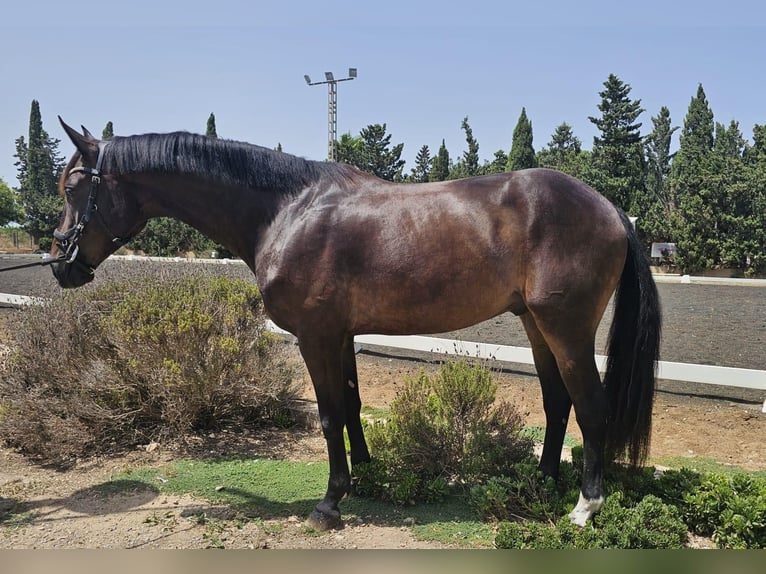 Cruzado Wallach 5 Jahre 163 cm Brauner in San Javier