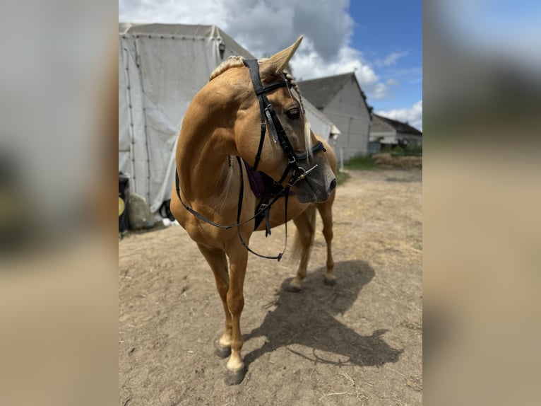Cruzado Wallach 5 Jahre 163 cm Palomino in Krusze