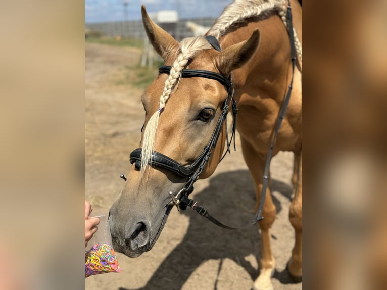 Cruzado Wallach 5 Jahre 163 cm Palomino in Krusze