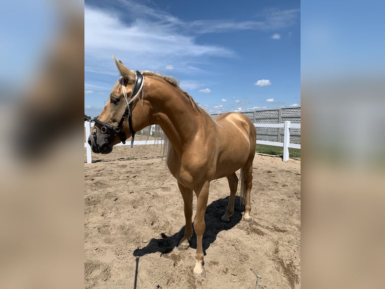 Cruzado Wallach 5 Jahre 163 cm Palomino in Krusze