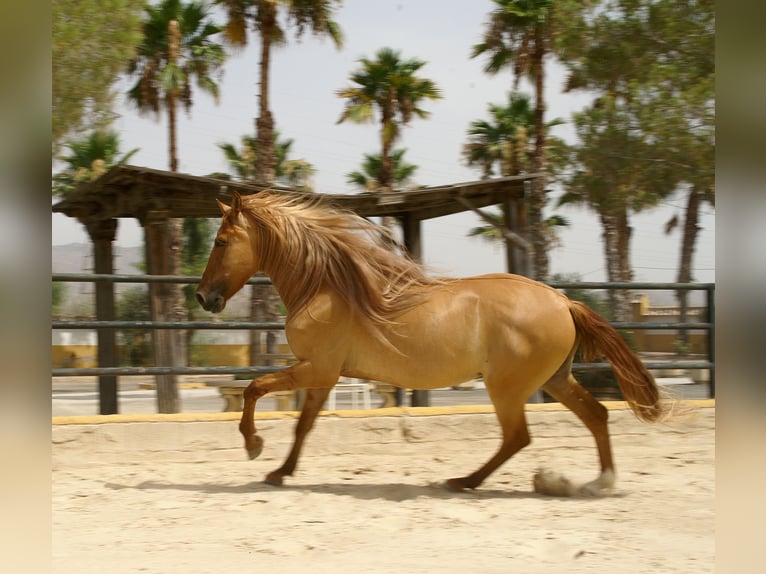 Cruzado Wallach 5 Jahre 164 cm Fuchs in Alicante