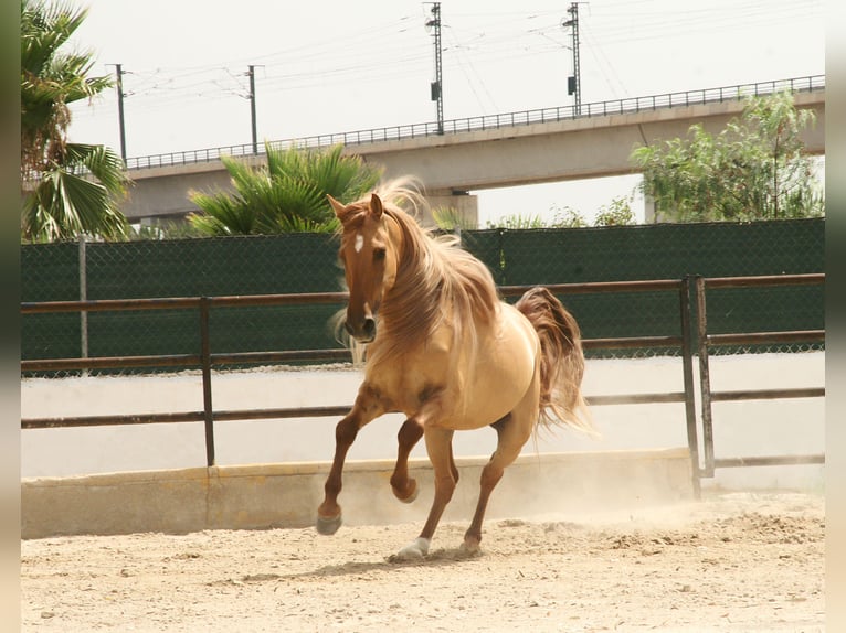 Cruzado Wallach 5 Jahre 164 cm Fuchs in Alicante