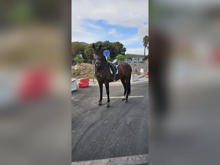 Cruzado Wallach 5 Jahre 164 cm Hellbrauner in Torremolinos