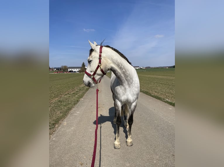Cruzado Wallach 5 Jahre 165 cm Schimmel in Hemau