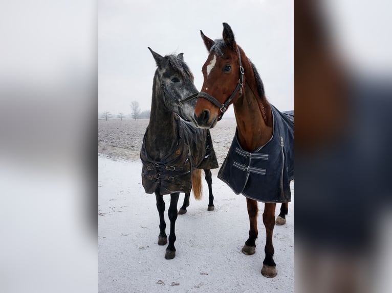 Cruzado Mix Wallach 5 Jahre in Rust