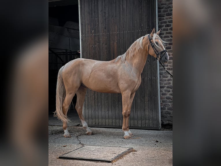 Cruzado Wallach 5 Jahre Palomino in Rommerskirchen