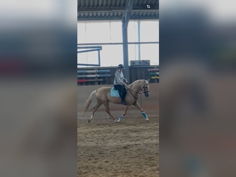 Cruzado Wallach 5 Jahre Palomino in Rommerskirchen