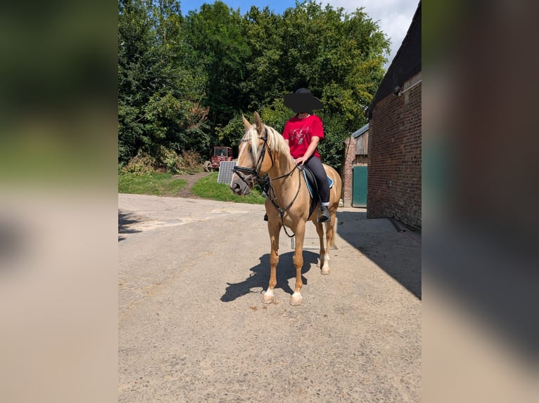Cruzado Wallach 5 Jahre Palomino in Rommerskirchen