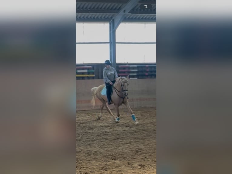 Cruzado Wallach 5 Jahre Palomino in Rommerskirchen