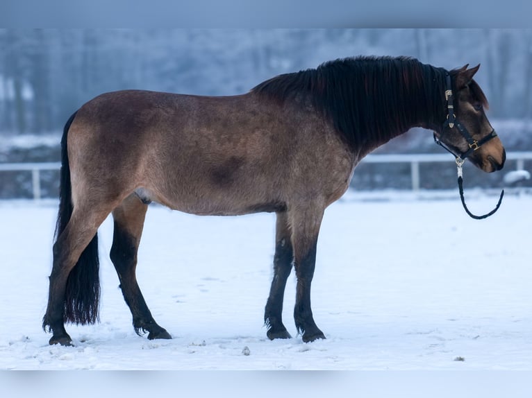 Cruzado Wallach 6 Jahre 148 cm Falbe in Neustadt (Wied)
