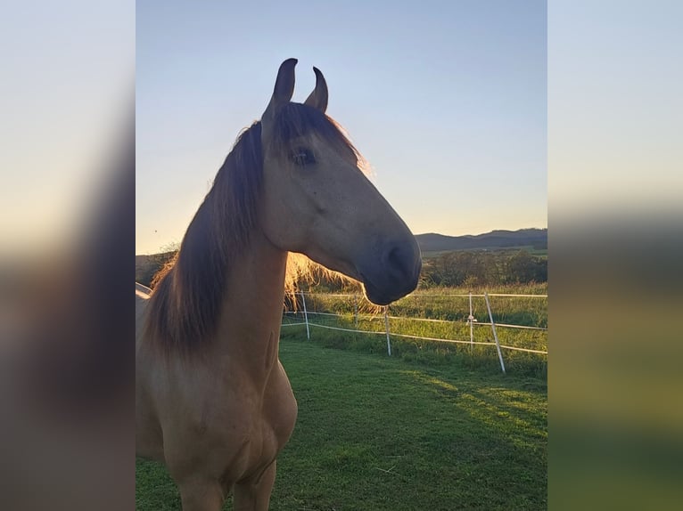 Cruzado Mix Wallach 6 Jahre 150 cm Buckskin in Marburg