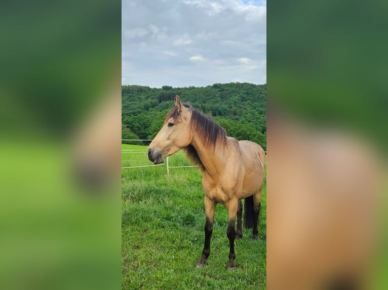 Cruzado Mix Wallach 6 Jahre 150 cm Buckskin in Marburg