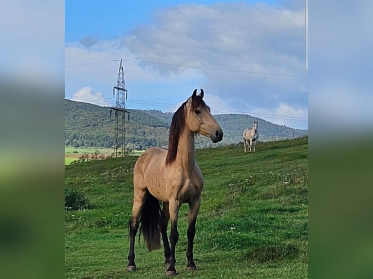 Cruzado Mix Wallach 6 Jahre 150 cm Buckskin in Marburg