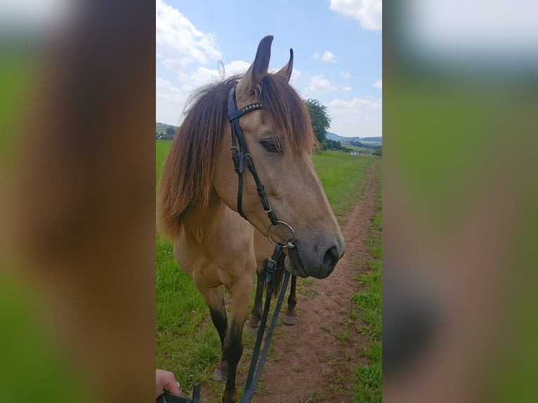 Cruzado Mix Wallach 6 Jahre 150 cm Buckskin in Marburg