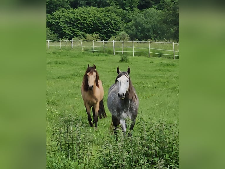 Cruzado Mix Wallach 6 Jahre 150 cm Buckskin in Marburg