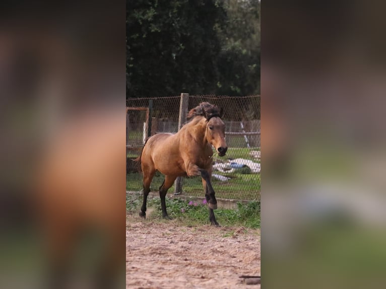 Cruzado Wallach 6 Jahre 150 cm Buckskin in RIO MAIOR