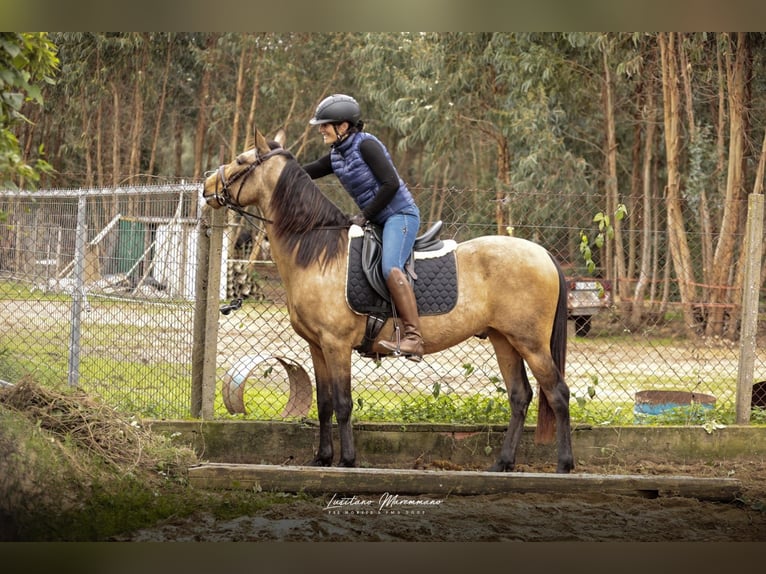Cruzado Wallach 6 Jahre 150 cm Buckskin in RIO MAIOR