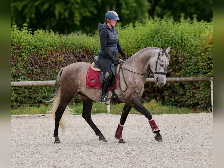 Cruzado Wallach 6 Jahre 155 cm Blauschimmel in Neustadt (Wied)