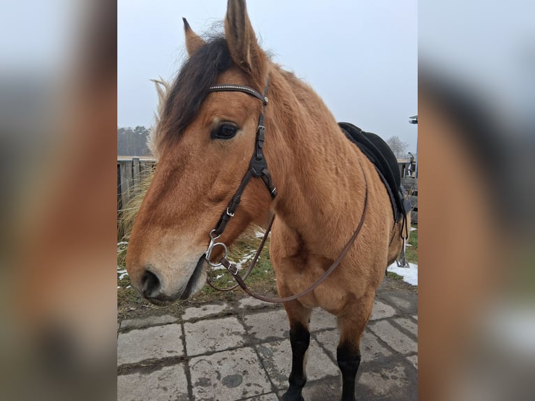 Cruzado Wallach 6 Jahre 156 cm Falbe in Neustadt am Rübenberge