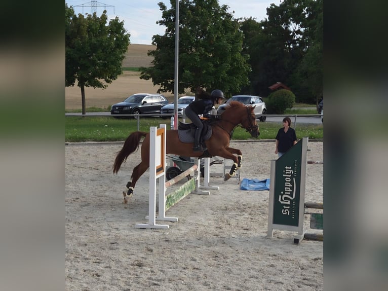 Cruzado Mix Wallach 6 Jahre 156 cm Fuchs in Leingarten