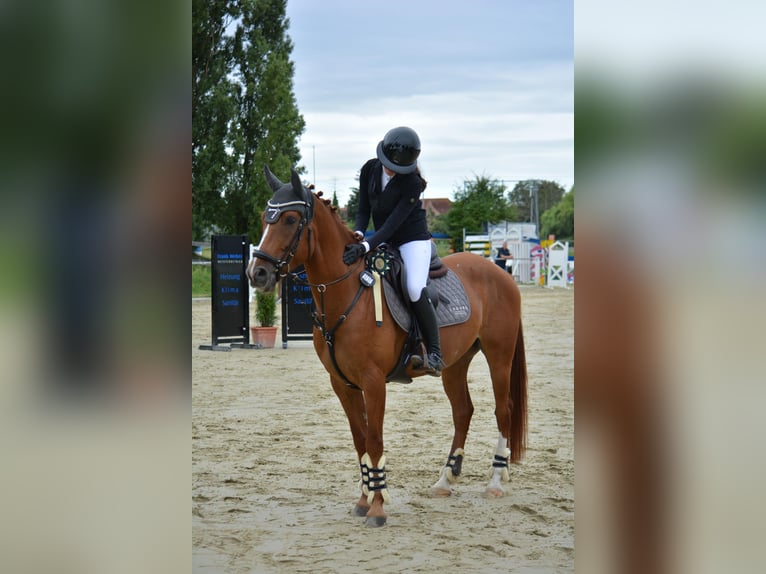 Cruzado Mix Wallach 6 Jahre 156 cm Fuchs in Leingarten