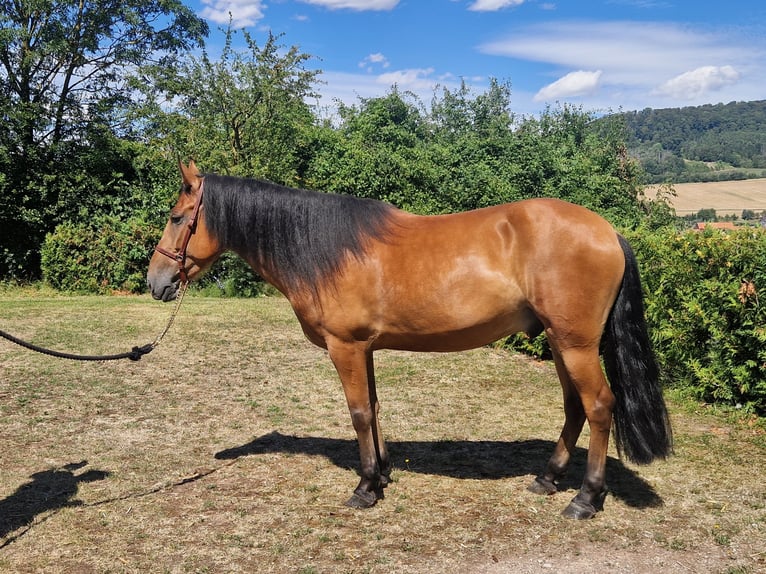 Cruzado Wallach 6 Jahre 158 cm Brauner in Schimberg