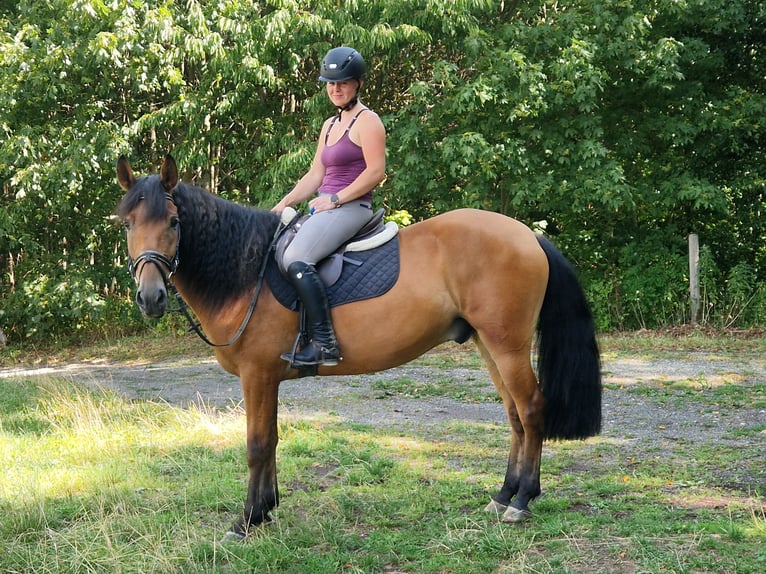 Cruzado Wallach 6 Jahre 158 cm Brauner in Schimberg