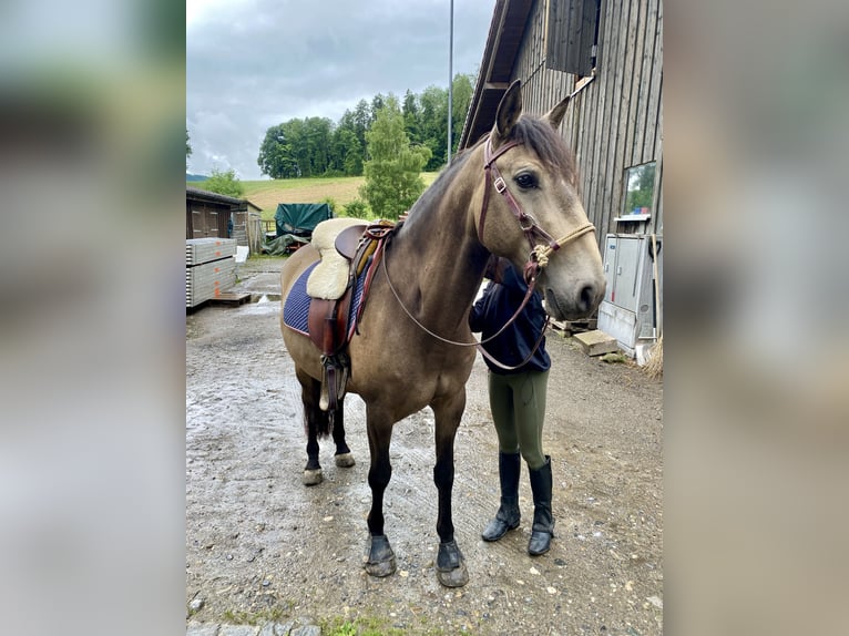 Cruzado Wallach 6 Jahre 158 cm Buckskin in Dielsdorf