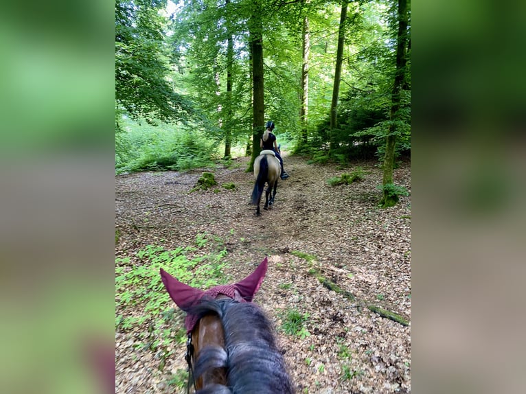 Cruzado Wallach 6 Jahre 158 cm Buckskin in Dielsdorf