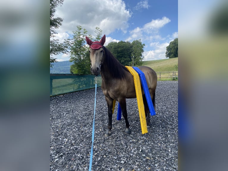 Cruzado Wallach 6 Jahre 158 cm Buckskin in Dielsdorf