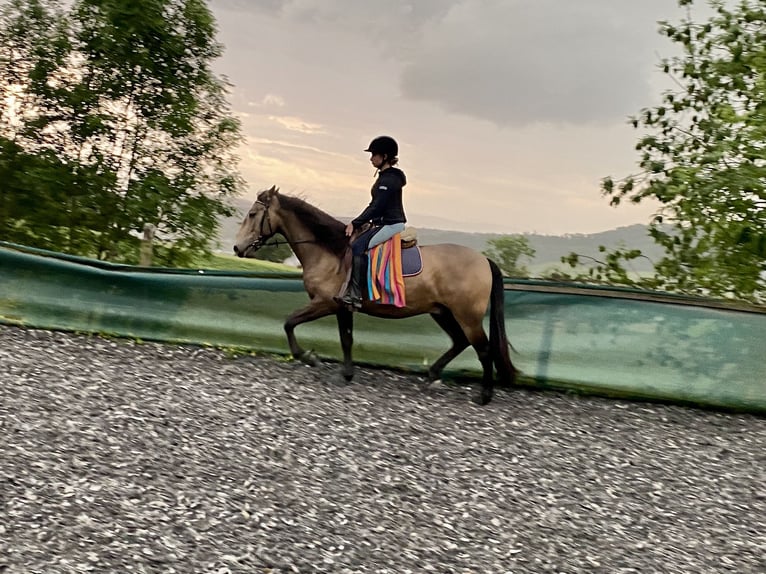Cruzado Wallach 6 Jahre 158 cm Buckskin in Dielsdorf