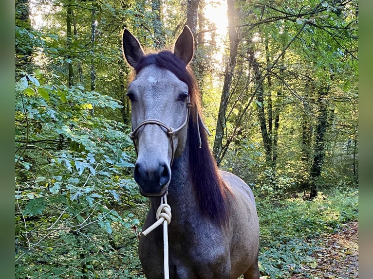 Cruzado Wallach 6 Jahre 158 cm Buckskin in Dielsdorf