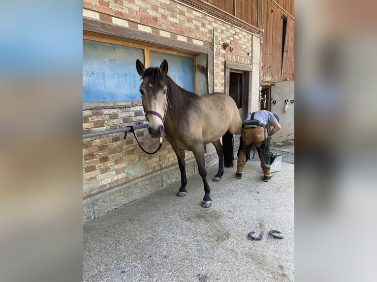 Cruzado Wallach 6 Jahre 158 cm Buckskin in Dielsdorf