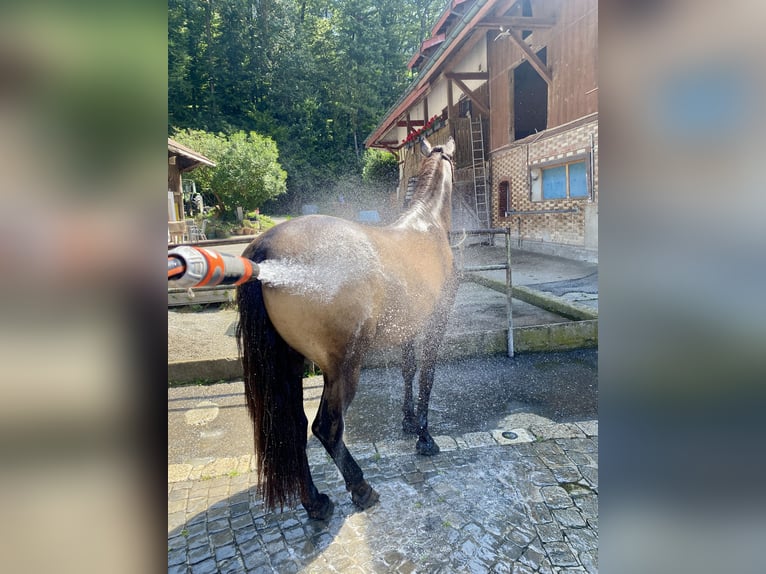 Cruzado Wallach 6 Jahre 158 cm Buckskin in Dielsdorf