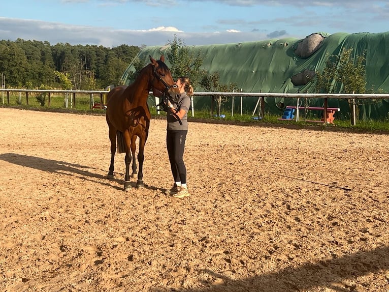 Cruzado Mix Wallach 6 Jahre 160 cm Brauner in Lauf an der Pegnitz