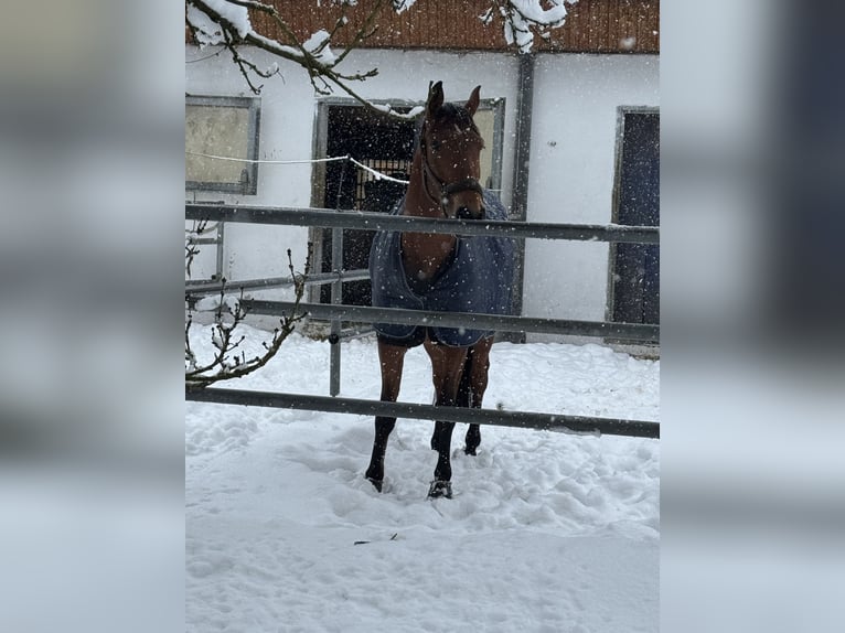Cruzado Mix Wallach 6 Jahre 160 cm Brauner in Lauf an der Pegnitz