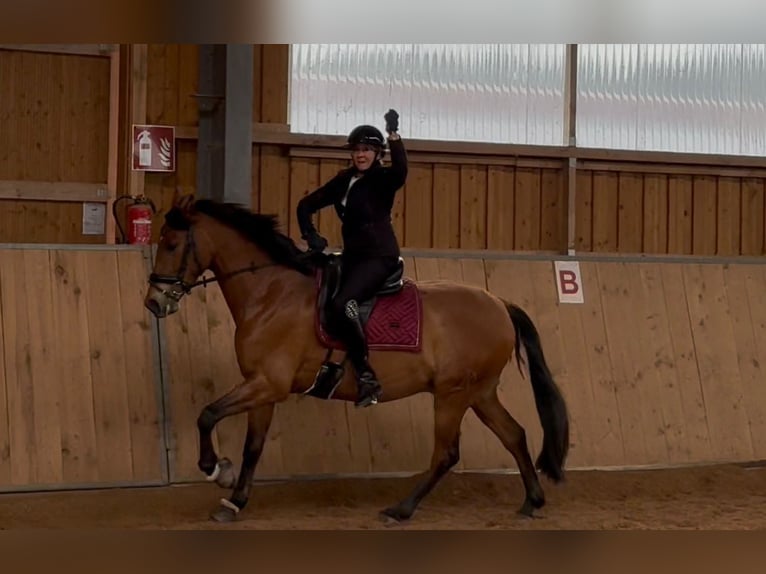 Cruzado Mix Wallach 6 Jahre 160 cm Brauner in Lauf an der Pegnitz