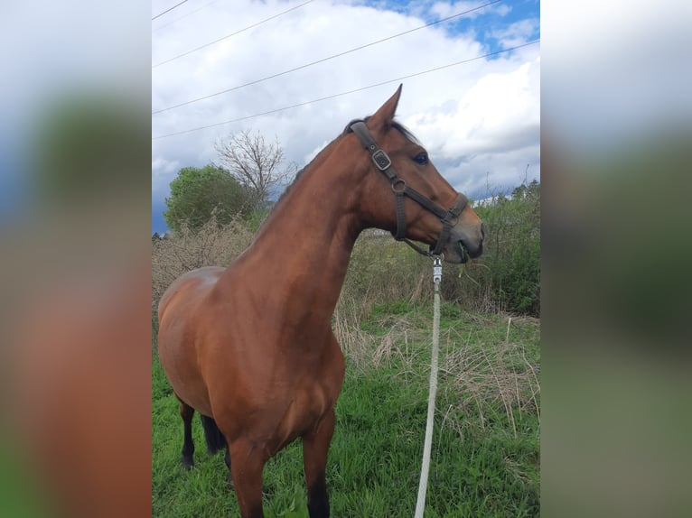 Cruzado Mix Wallach 6 Jahre 160 cm Brauner in Lauf an der Pegnitz